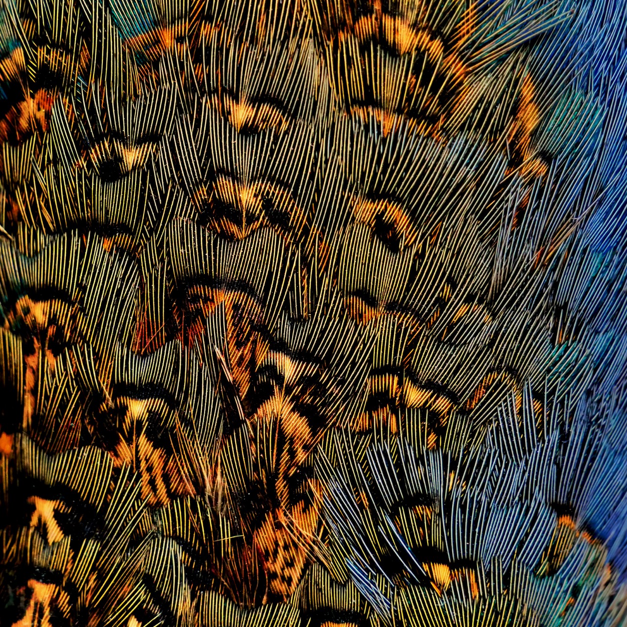 Pheasant feathers