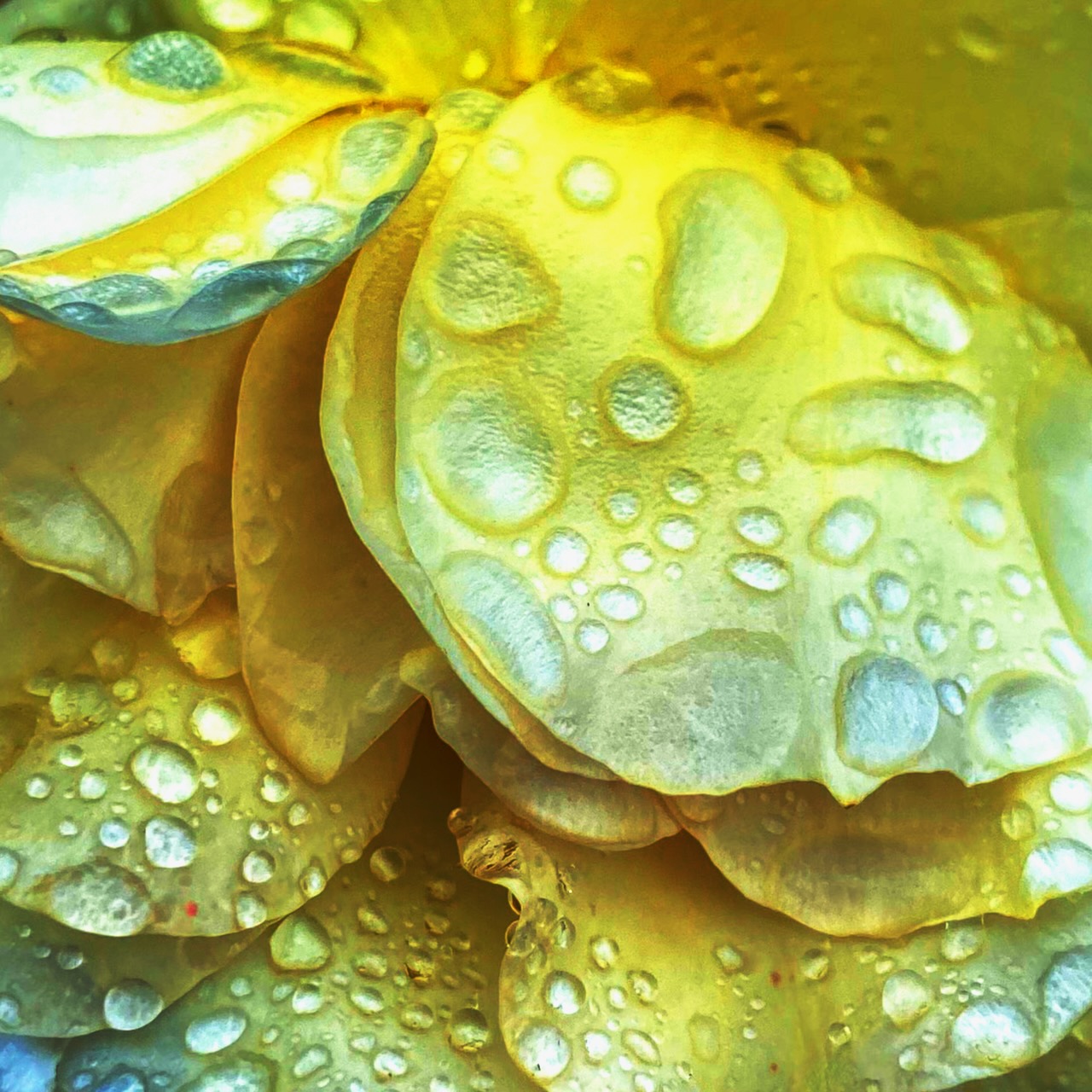 rain petal